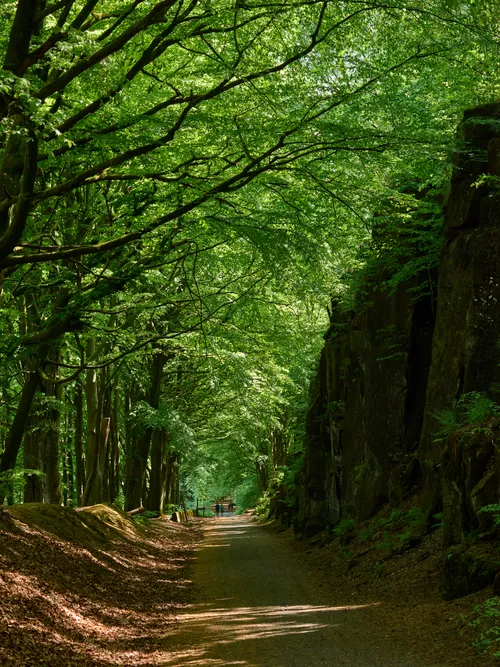 High peak trail down The image shows a landscape photograph of the High Peak Trail in the rural Peak District during a spring morning. The main subject of the image is the gently curving trail descending through a densely wooded area, with tall trees on the left creating a canopy of fresh green leaves that allow dappled sunlight to reach the ground. On the right side, a rocky outcrop rises with ferns and mosses growing along its base, adding texture to the scene. The sunlit path is covered in leaf litter, and in the distance, a few walkers can be seen, highlighting the trail’s popularity. The overall atmosphere conveys the natural beauty typical of the rural Peak District, and the bright green foliage is indicative of the spring season.